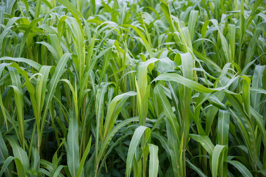 Prussic Acid Poisoning