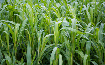 Prussic Acid Poisoning