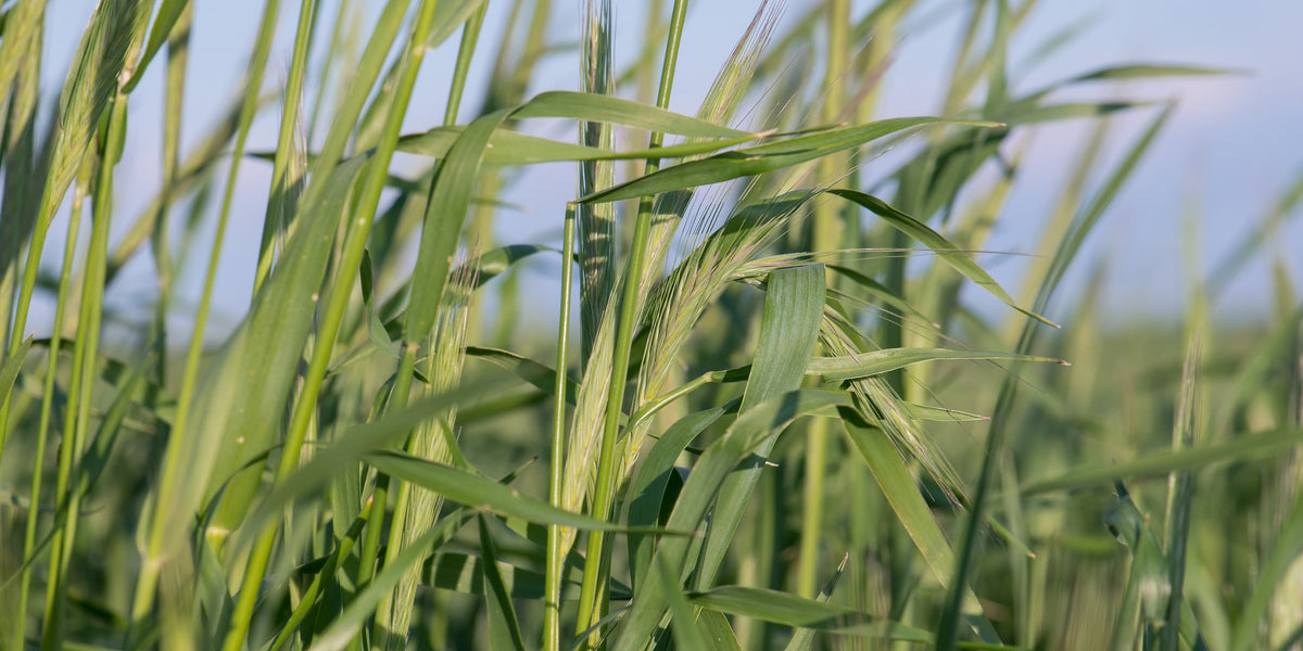 Grass cover crop blowing in the wind