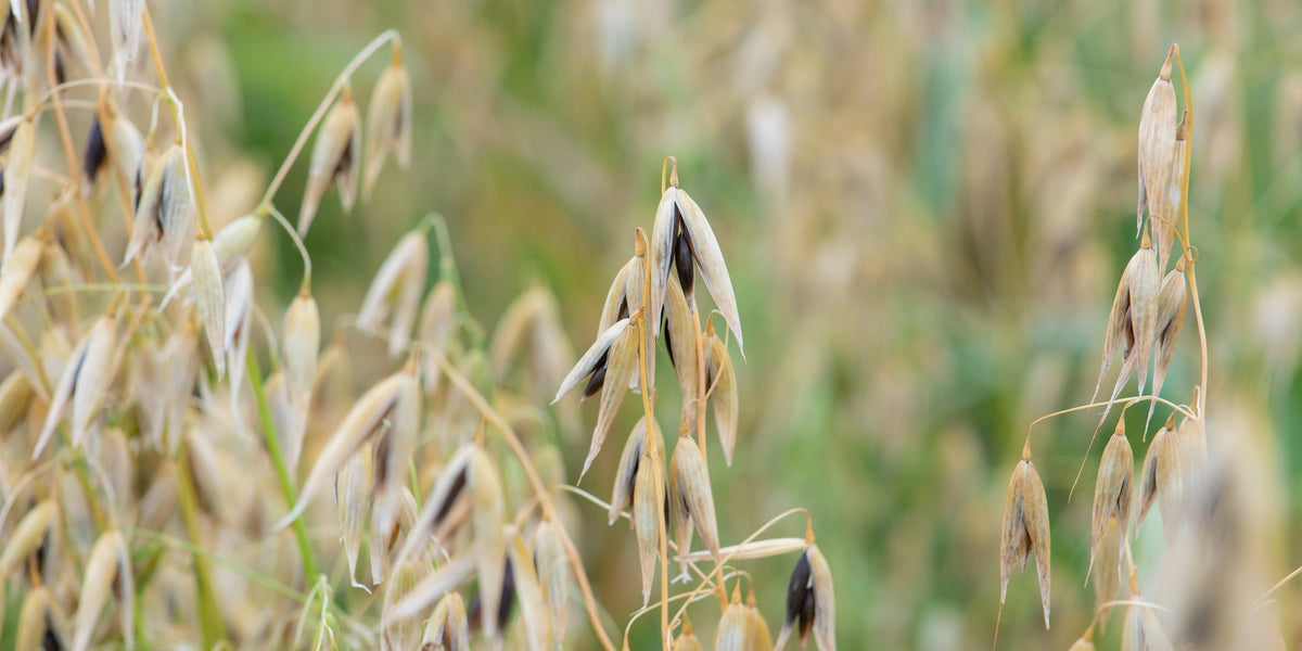 Cosaque Black Oats