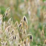 Winter Cereal Cover Crops: When to Choose Rye, Triticale, Wheat, Barley, or Oats