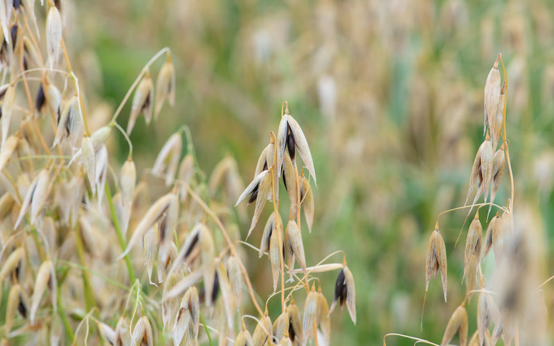 Winter Cereal Cover Crops: When to Choose Rye, Triticale, Wheat, Barley, or Oats