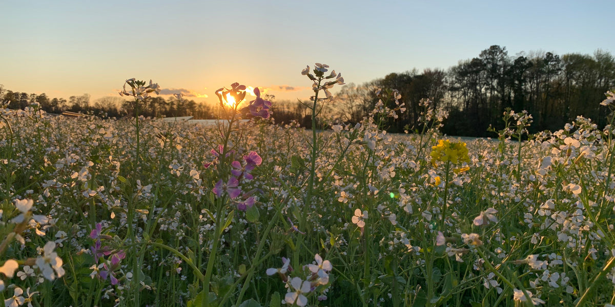A photo of a sunrise through a flowering field of diverse cover crops. Photo Credit: Trey Hill