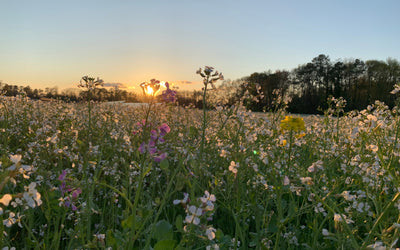 Wildlife Food Plots: The Case for Diversity