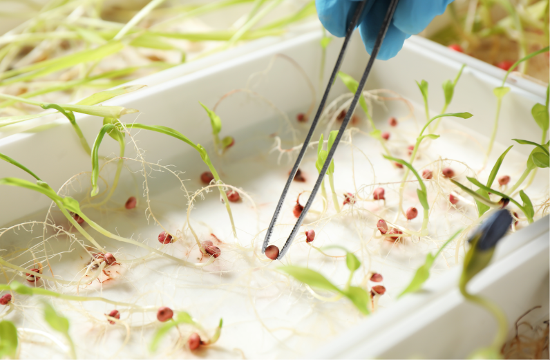 Seed Quality and Performance