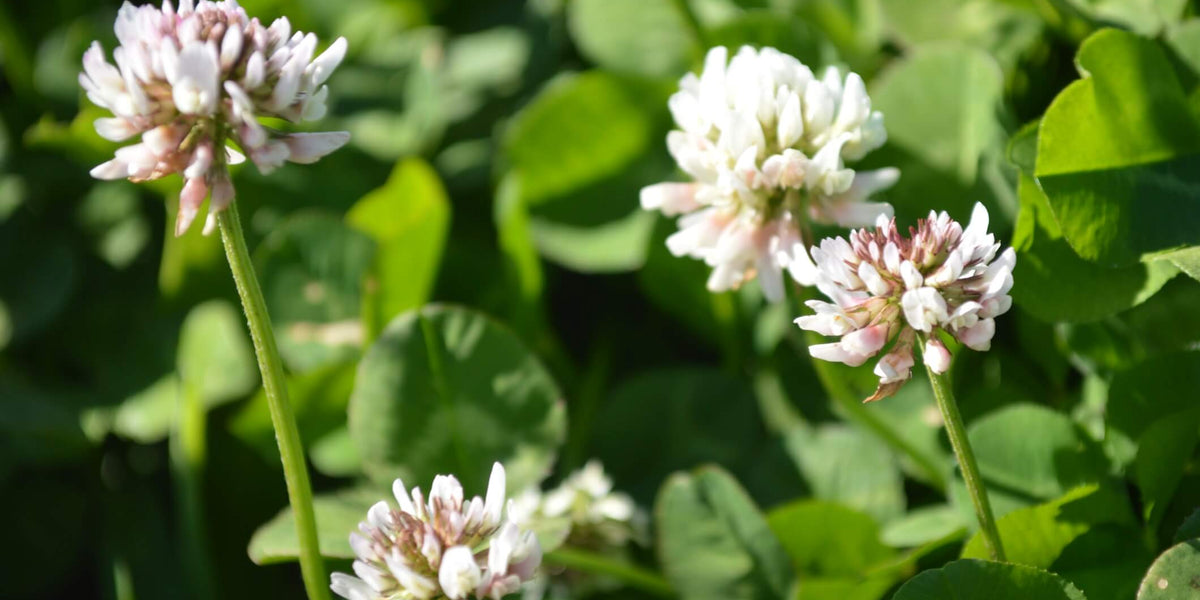A photo of white clover, a popular perennial legume