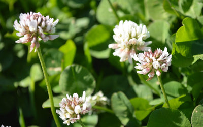 Green Cover's Top 10 Perennials