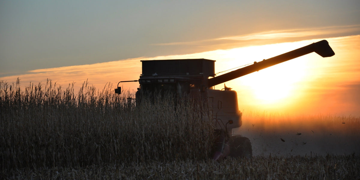 Photo of combine in corn field at sunset