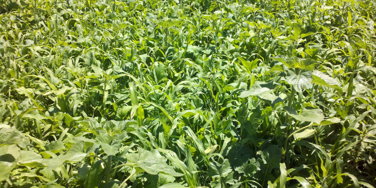 What Should Go in Your Spring Forage Mix?