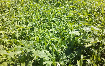What Should Go in Your Spring Forage Mix?