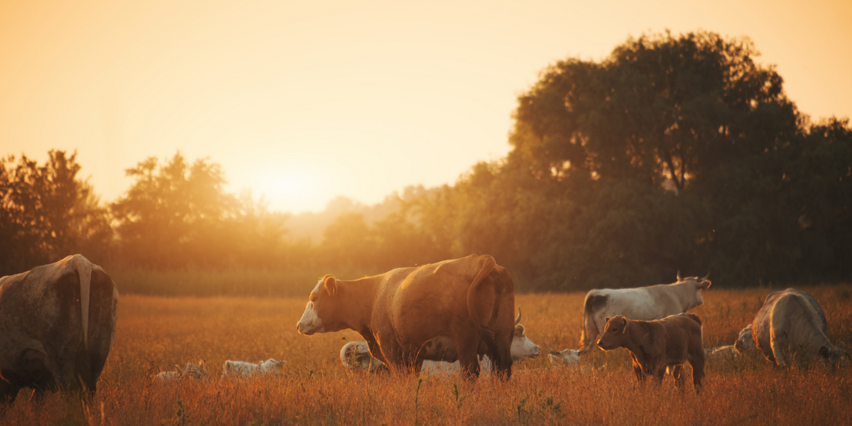 Using Your Wheat Stubble to Provide Pasture From August Through April