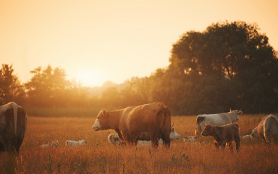 Using Your Wheat Stubble to Provide Pasture From August Through April