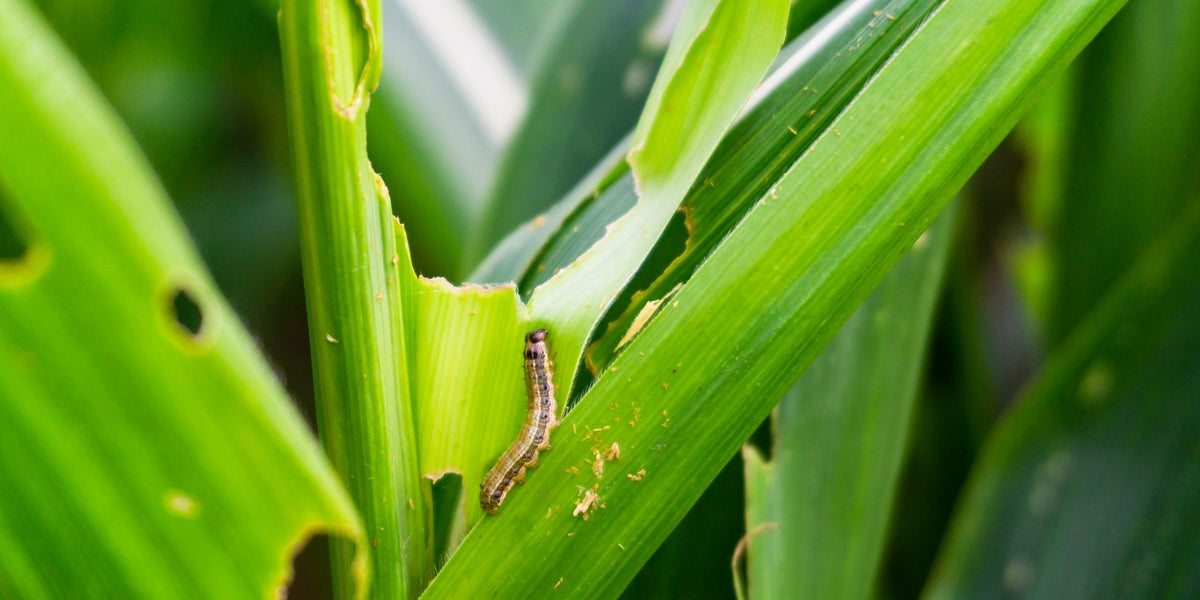 More Armyworm News