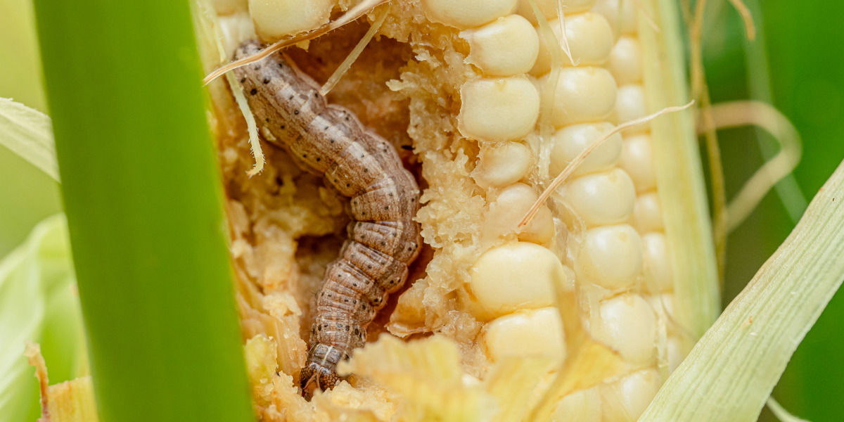 Get Off The Armyworm Treadmill