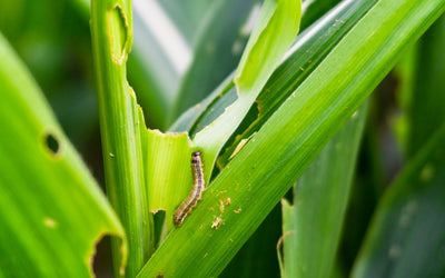More Armyworm News