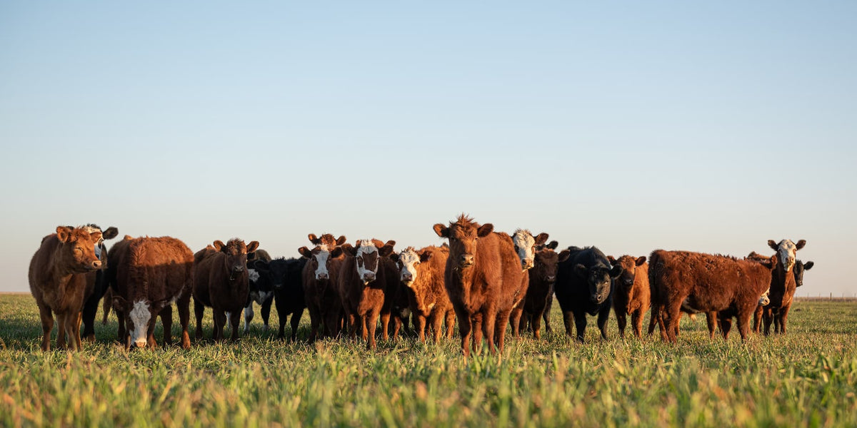 A herd of cattle on an open pasture