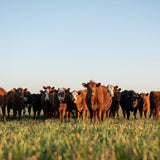 The Economic Advantages of Growing a Cover Crop After Wheat