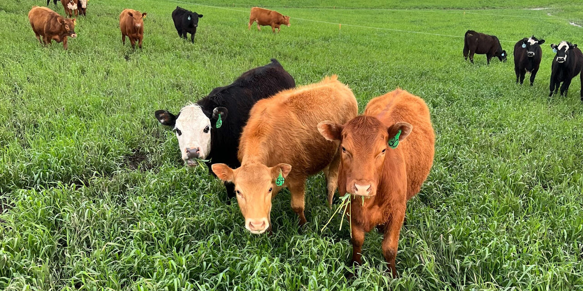 Cattle herd grazing a lush cover crop in the spring. Photo Credit: Kipp Hinrichs