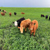 Maximize your spring grazing opportunities