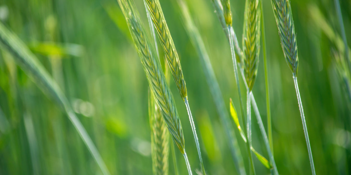 Green Cover's Top 10 Grasses