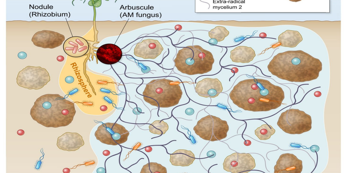 Image: relations of soil nutrients, bacteria, and mycorrhizal fungi (credits: Wipf et. al. 2019l DOI: 10.1111/nph.15775)