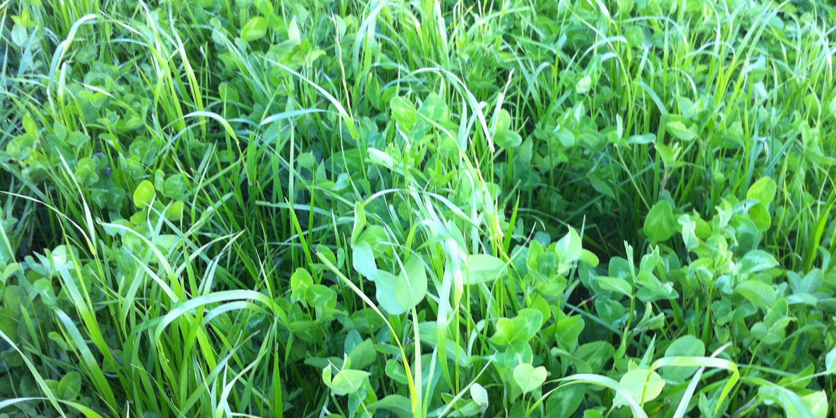 Diverse perennial cover crop mix