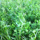 How to Plant and Establish a Perennial Pasture