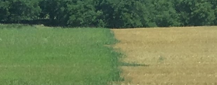 How To Make Cover Crops Fail!