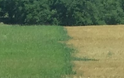 How To Make Cover Crops Fail!
