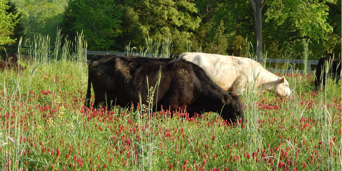 Cows Grazing on pasture at Overhome Farm