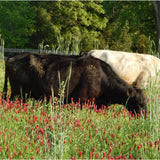 Restoring Life to the Landscape: Overhome Farm