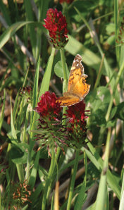 A photo of a butterfly resting on a crimson clover flower
