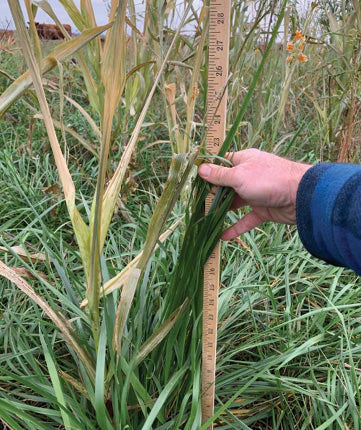 Measuring a forage stand
