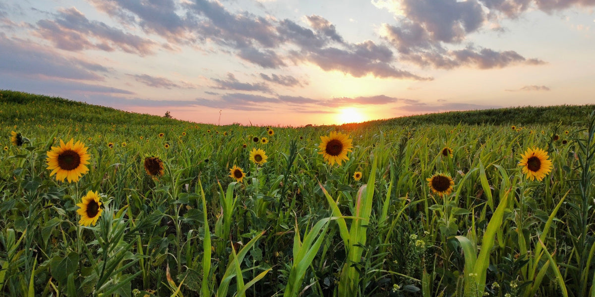 Sunset over a field of cover crops