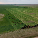 Year Round Grazing, Part 2: Summertime Forage