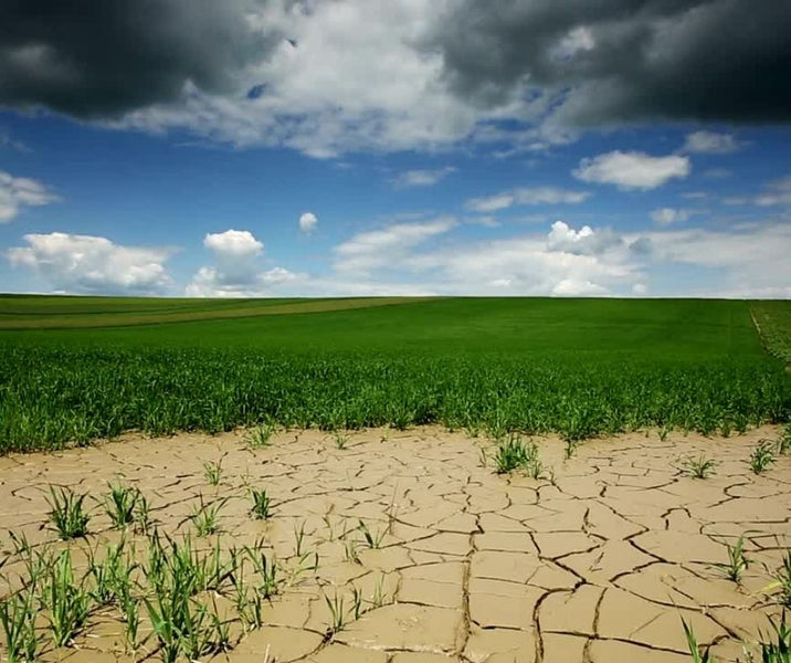 Why Plant Cereal Rye in a Drought