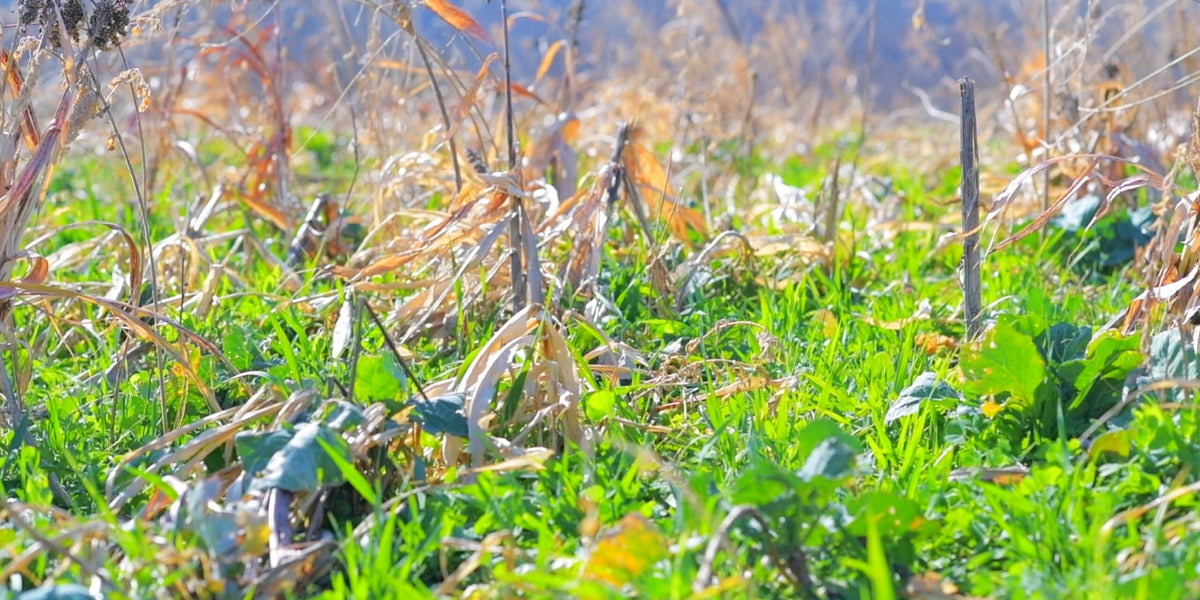 Keep the Soil Covered