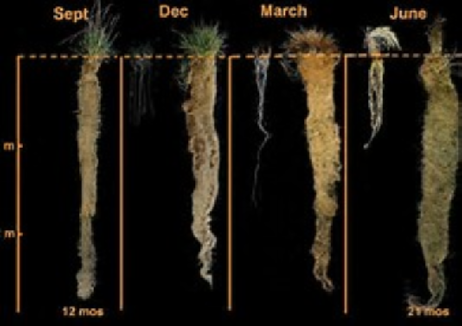 Ley Farming: The Fast Track to Soil Improvement