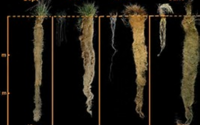 Ley Farming: The Fast Track to Soil Improvement