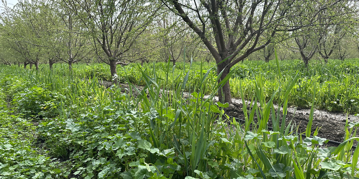 Flooded almond orchard with cover crop mix. 