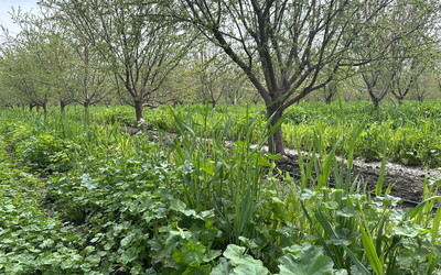 Bulldoze to Bumper Crop
