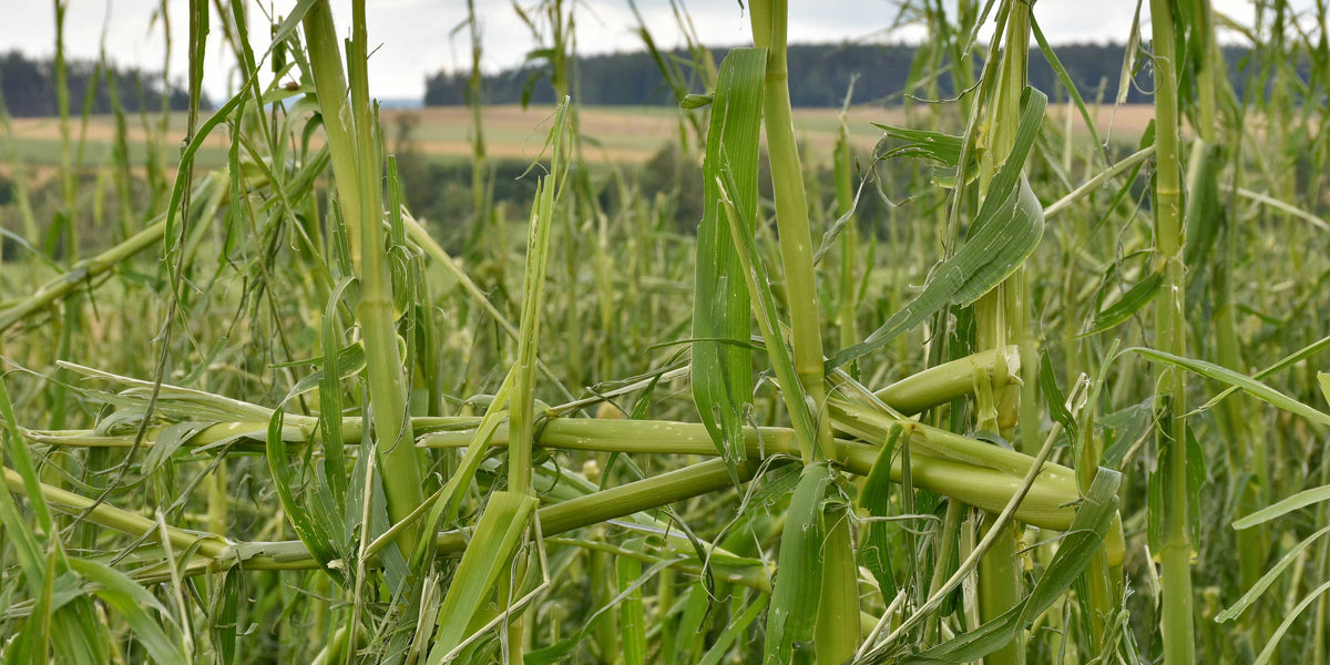 What to do after a hailed out cash crop