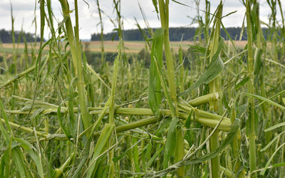 What to do after a hailed out cash crop