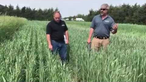 VNS Spring Triticale & Surge Spring Triticale: Facultative Varieties for Fall or Spring Planting