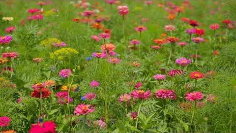 Showy Flower Mix: True Flowers for Pollinators and Beauty