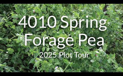 Spring Forage Pea: Fast Nitrogen and Forage in 3 Months