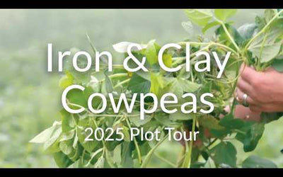 Iron and Clay Cowpeas: Heat-Loving Legumes for Summer Growth