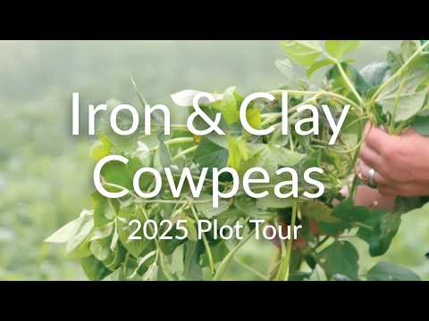 Iron and Clay Cowpeas: Heat-Loving Legumes for Summer Growth