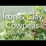 Iron and Clay Cowpeas: Heat-Loving Legumes for Summer Growth