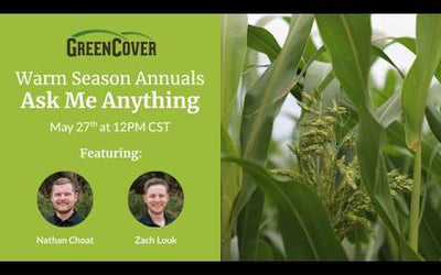 Warm Season Cover Crop Species: Q&A on Sorghum-Sudangrass, Cowpeas, and More
